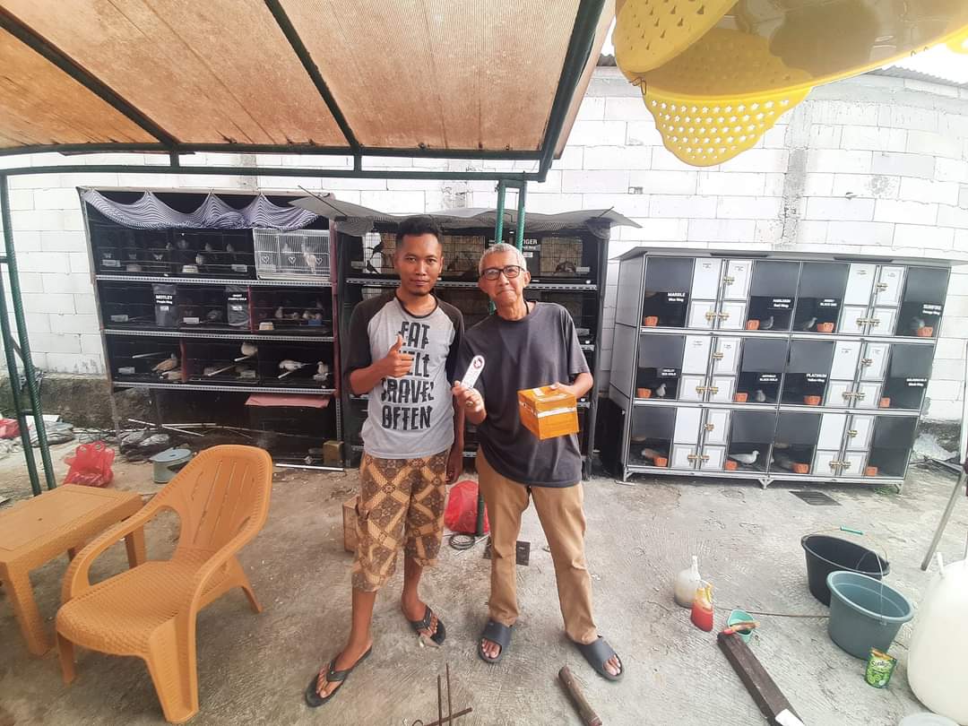 Jual Perkutut Bangkok Gacor Kualitas Lomba 3 Warna Garansi Jenis Kelamin Seumur Hidup Sampai Akhir Jaman