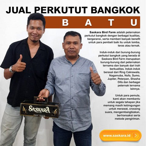 Jual Perkutut Bangkok Batu Jawa Timur