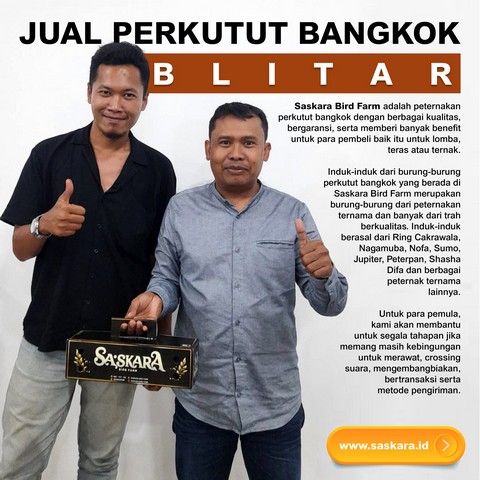Jual Perkutut Bangkok Blitar Jatim