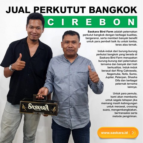 Jual Perkutut Bangkok Cirebon