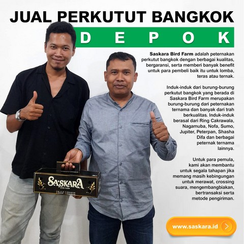 Jual Perkutut Bangkok Depok