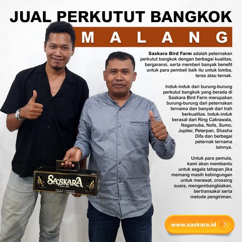 Jual Perkutut Bangkok Malang