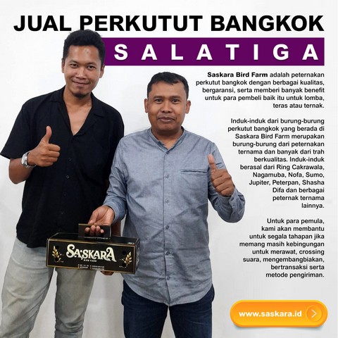 Jual Perkutut Bangkok Salatiga