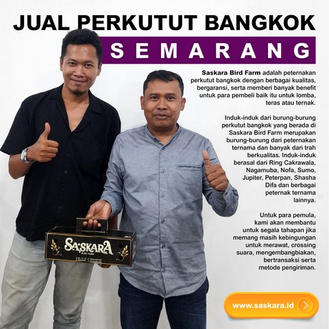 Jual Perkutut Bangkok Semarang Jateng