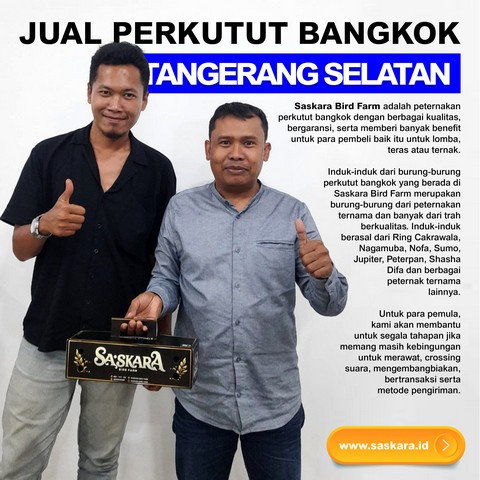 Jual Perkutut Bangkok Tangerang Selatan Tangsel
