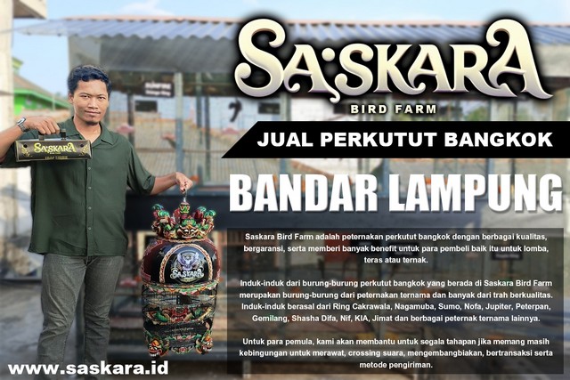 Jual Perkutut Bangkok Bandar Lampung
